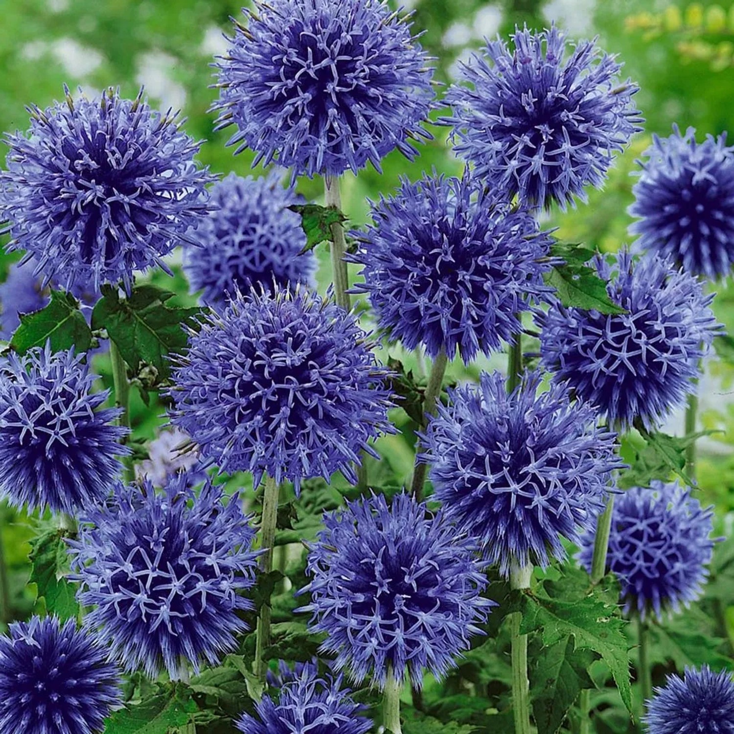 6 x Kugeldistel 'Blue Globe' Echinops bannaticus Topf 9cm Dunkelblaue Blüten