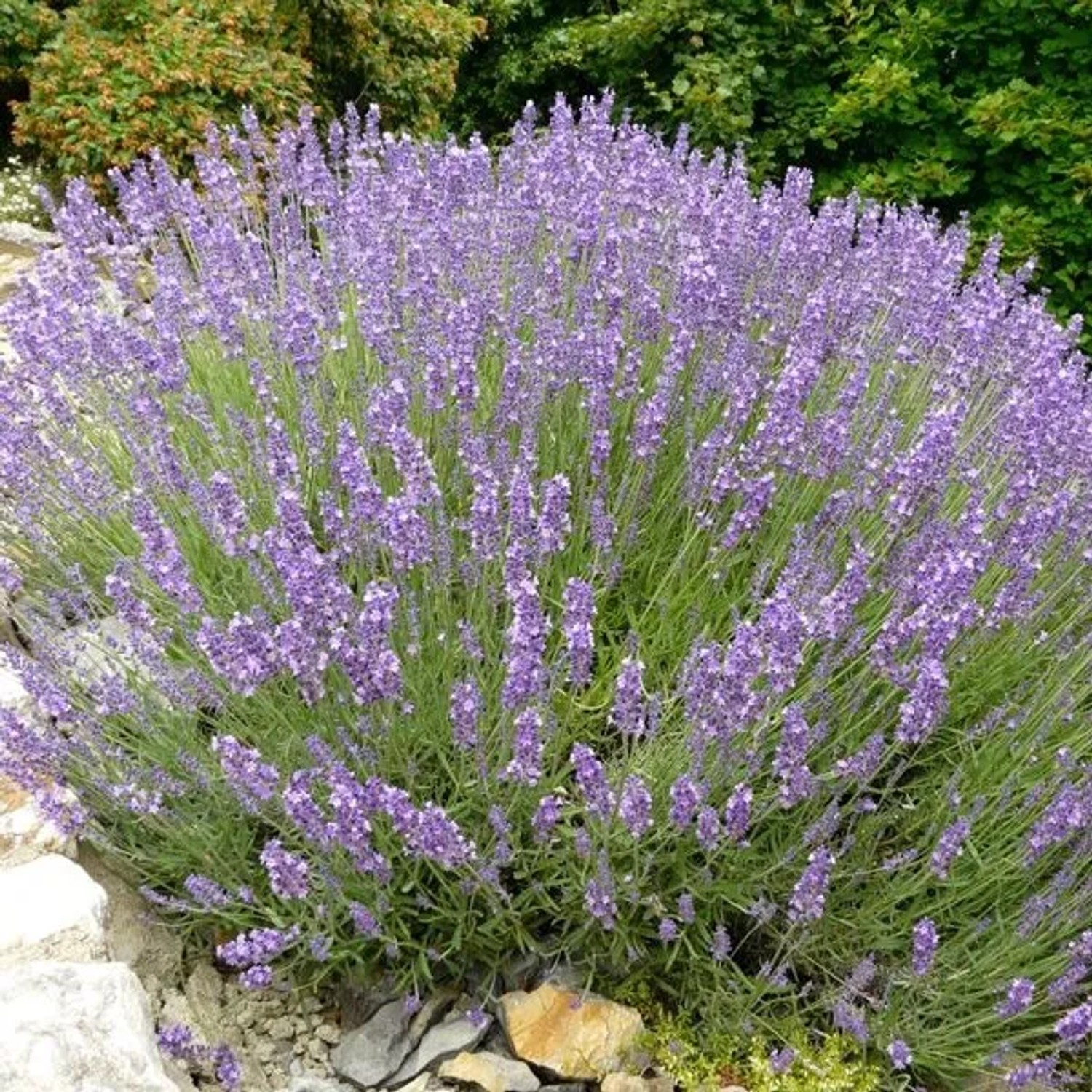 6 x Lavendel Lavandula angustifolia Topf 9cm Kompakt Wachsend