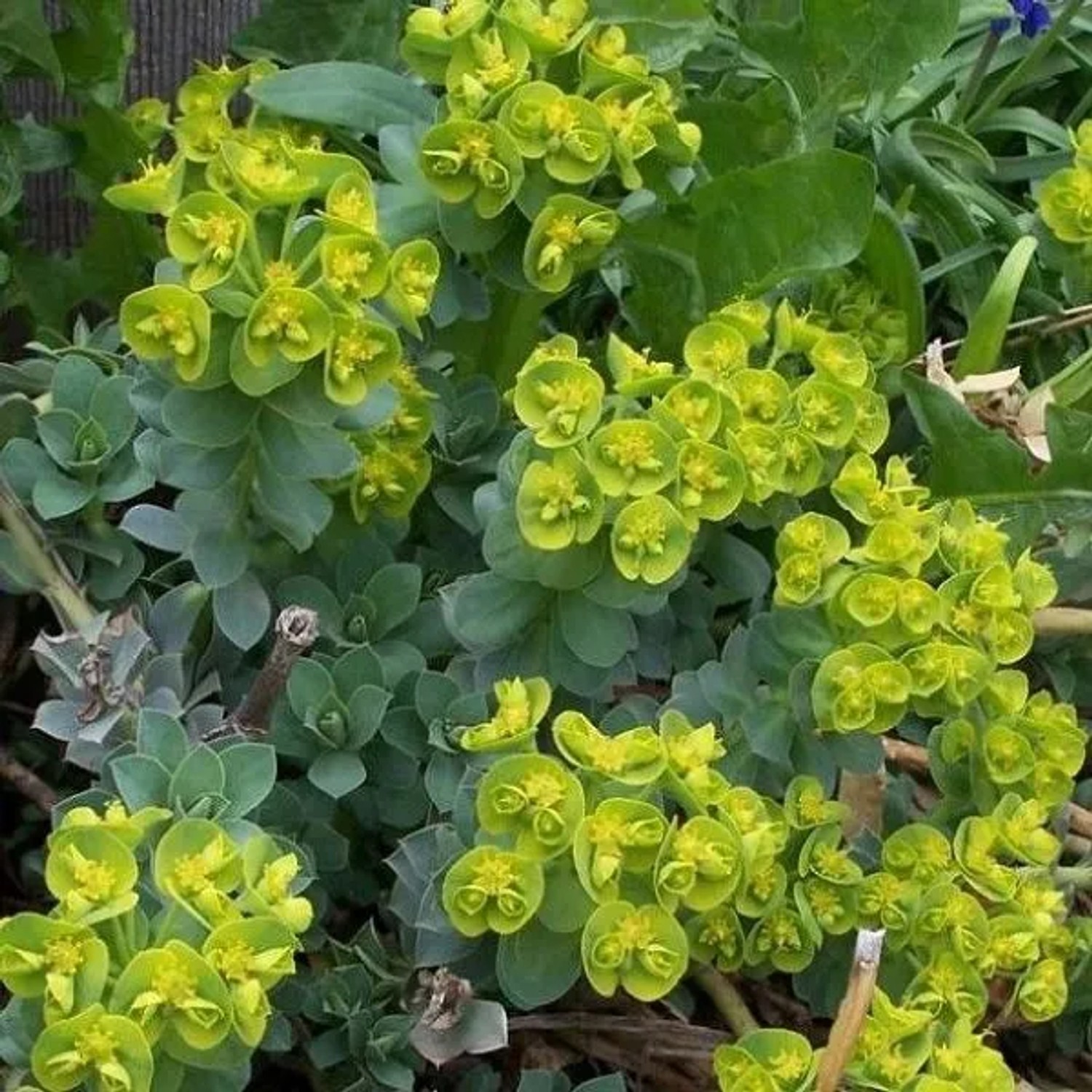 6 x Walzen-Wolfsmilch Euphorbia Myrsinites Topf 9cm Bodendeckend