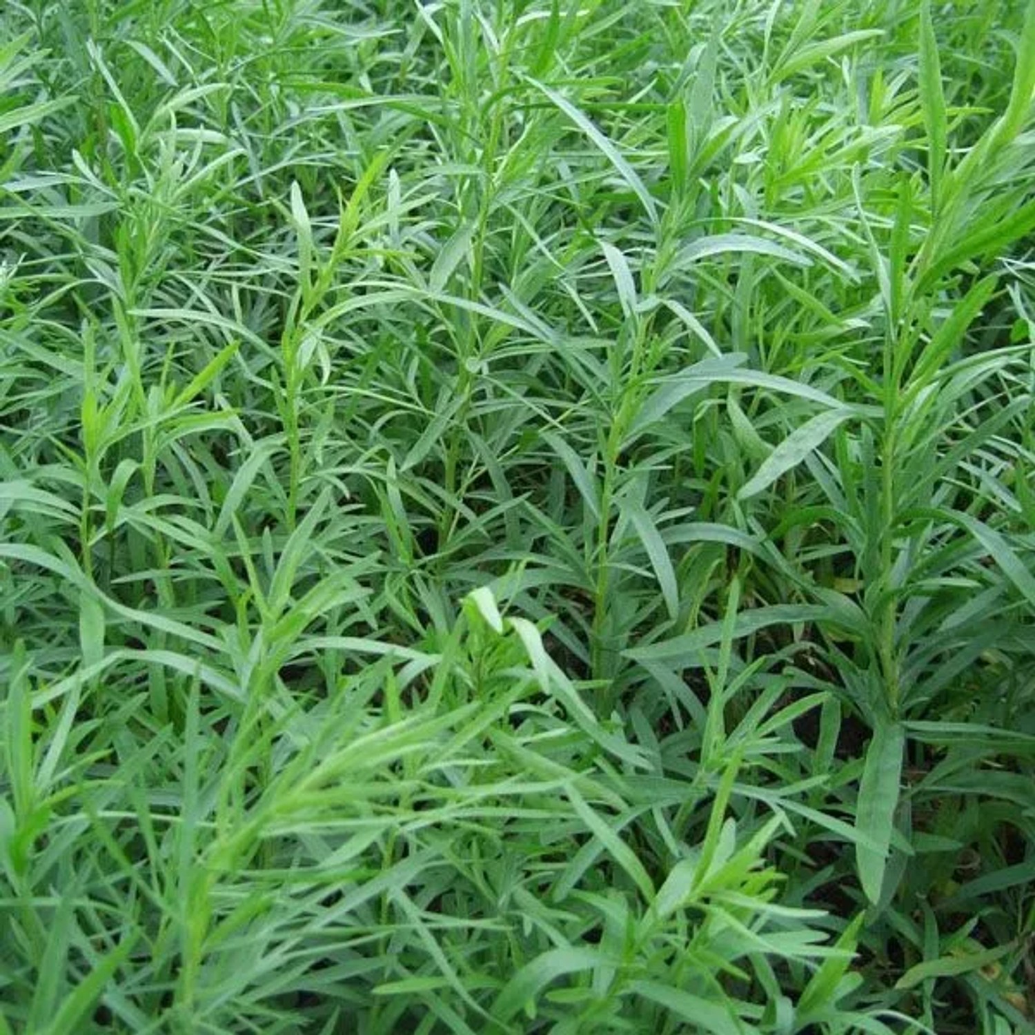 6 x Estragon 'Senior' Artemisia dracunculus Topf 9cm Aromatisch