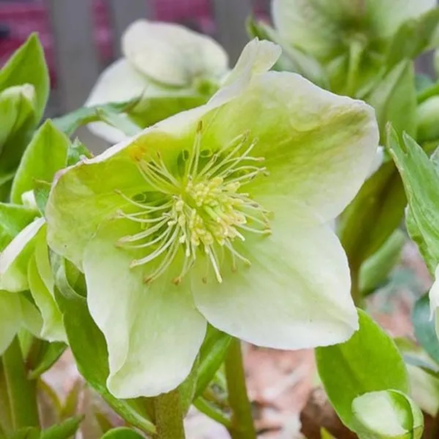 6 x Lenzrose 'Nigercors' Helleborus Topf 9cm Dekorativ