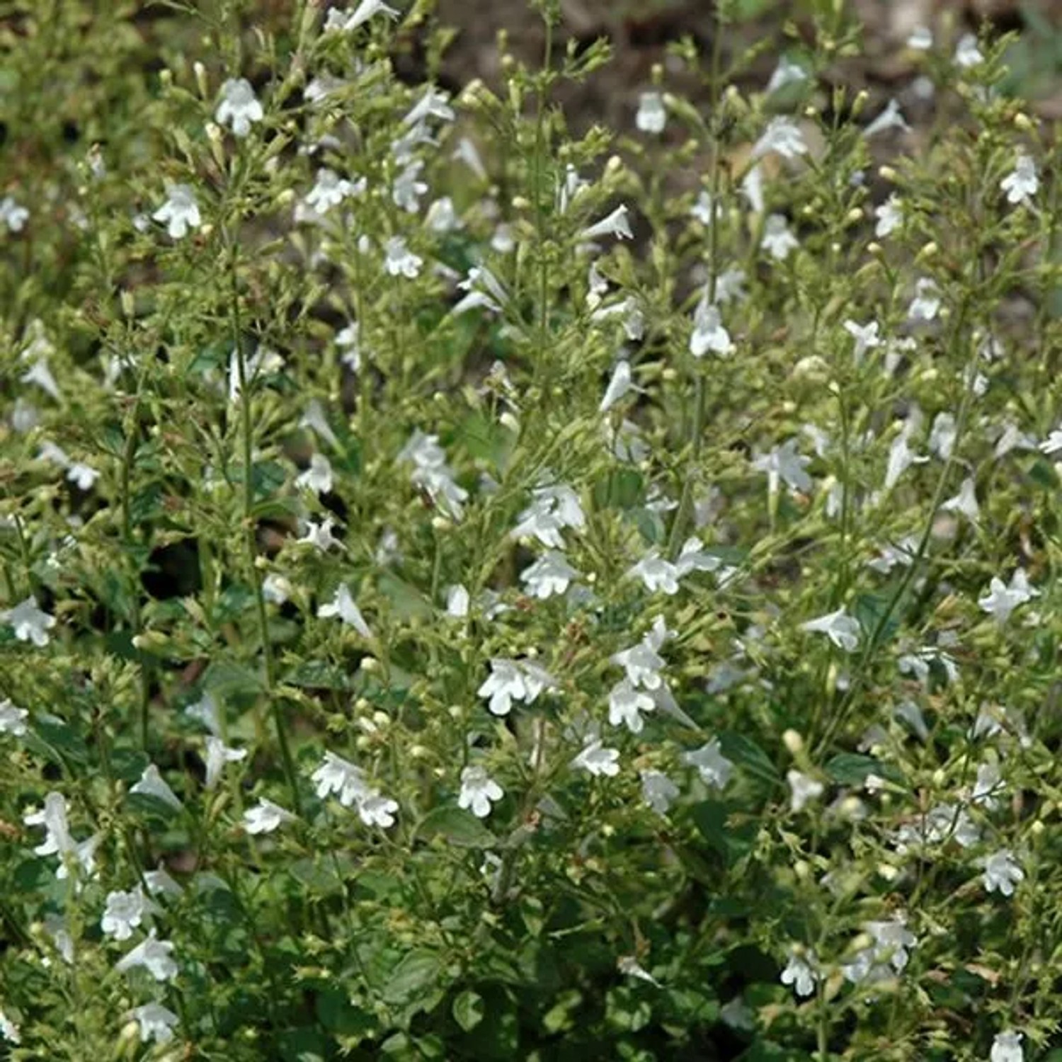 6 x Bergminze 'White Cloud' Calamintha nepeta Topf 9cm Weiße Blüten