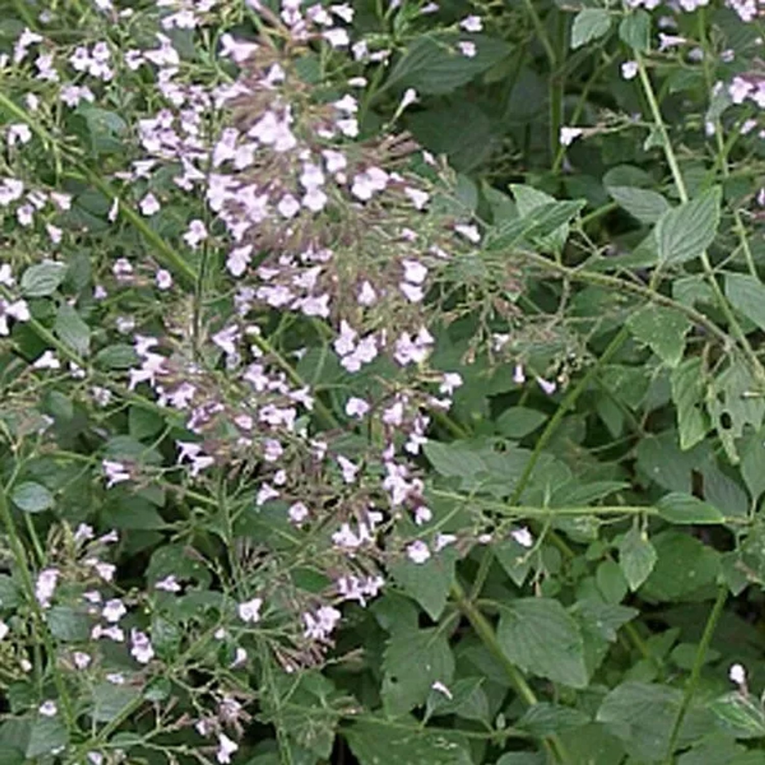 6 x Bergminze Calamintha nepeta Topf 9cm Beetrandpflanze