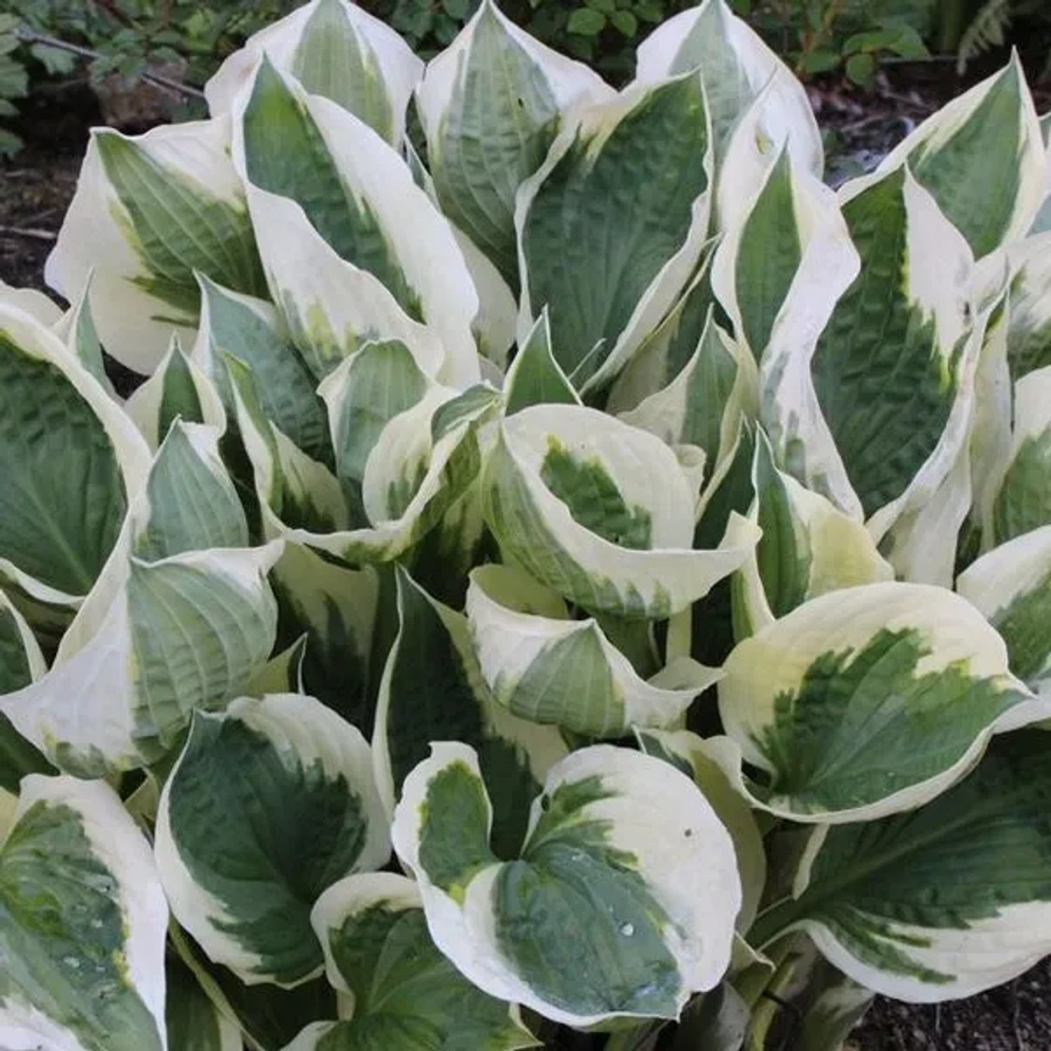 6 x Funkie 'Patriot' Hosta Topf 9cm Weiß Gerandetes Laub