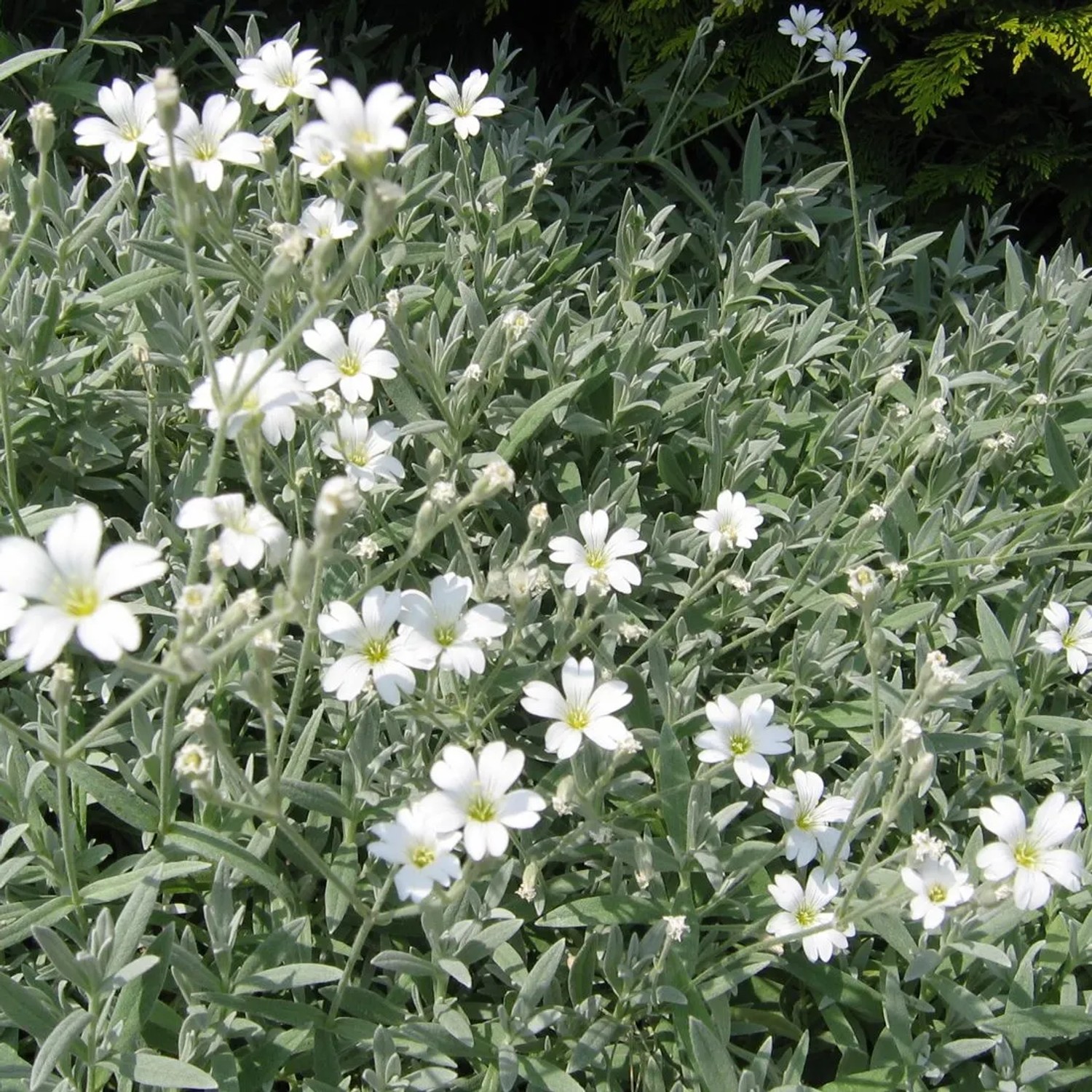 6 x Hornkraut 'Columnae' Cerastium tomentosum Topf 9cm Weiße Blüten