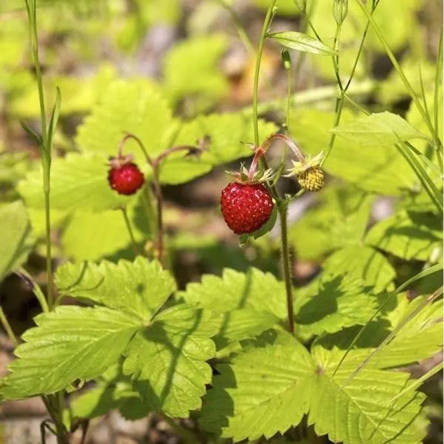 6 x Walderdbeere Fragaria vesca Topf 9cm Essbare Früchte