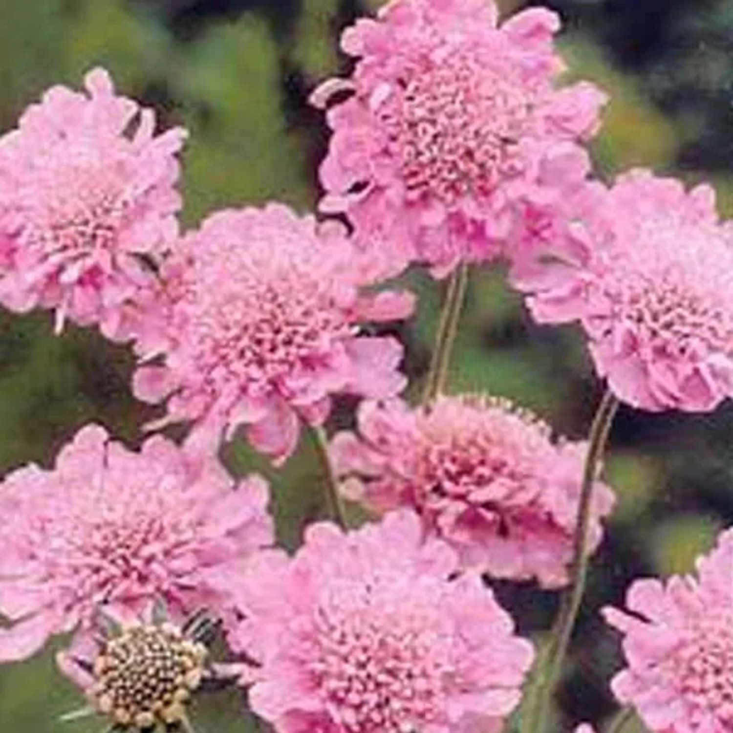 6 x Skabiose 'Pink Mist' Scabiosa columbaria Topf 9cm Schnittblume