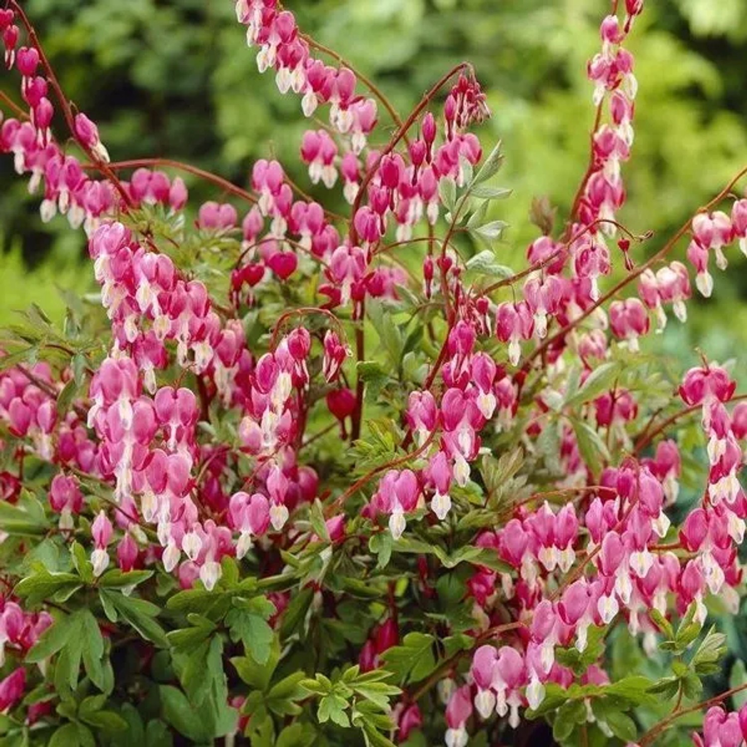 6 x Tränendes Herz Dicentra spectabilis Topf 9cm Herzförmige Blüten
