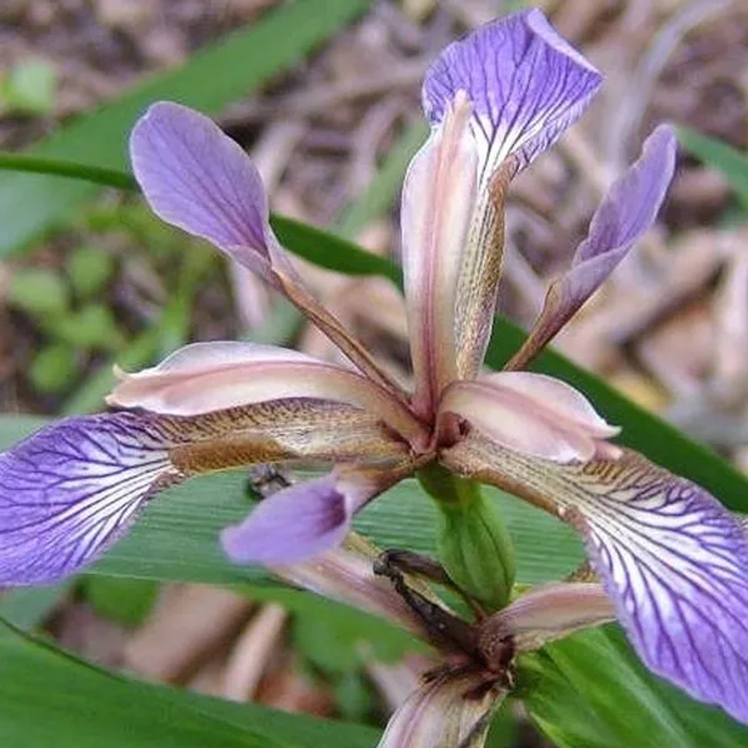 6 x Stink-Schwertlilie Iris foetidissima Topf 9cm Zierpflanze
