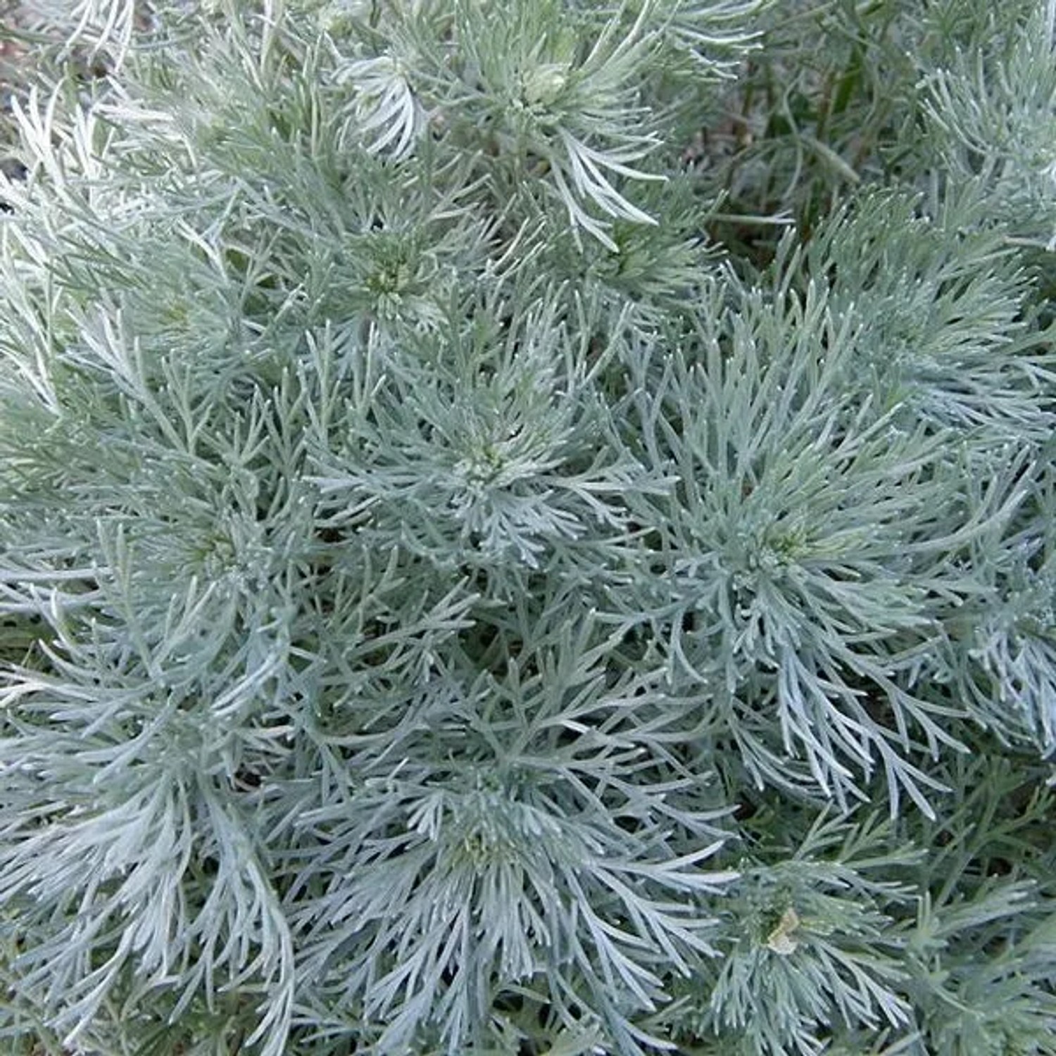 6 x Silberraute 'Nana' Artemisia schmidtiana Topf 9cm Silbergraues Laub