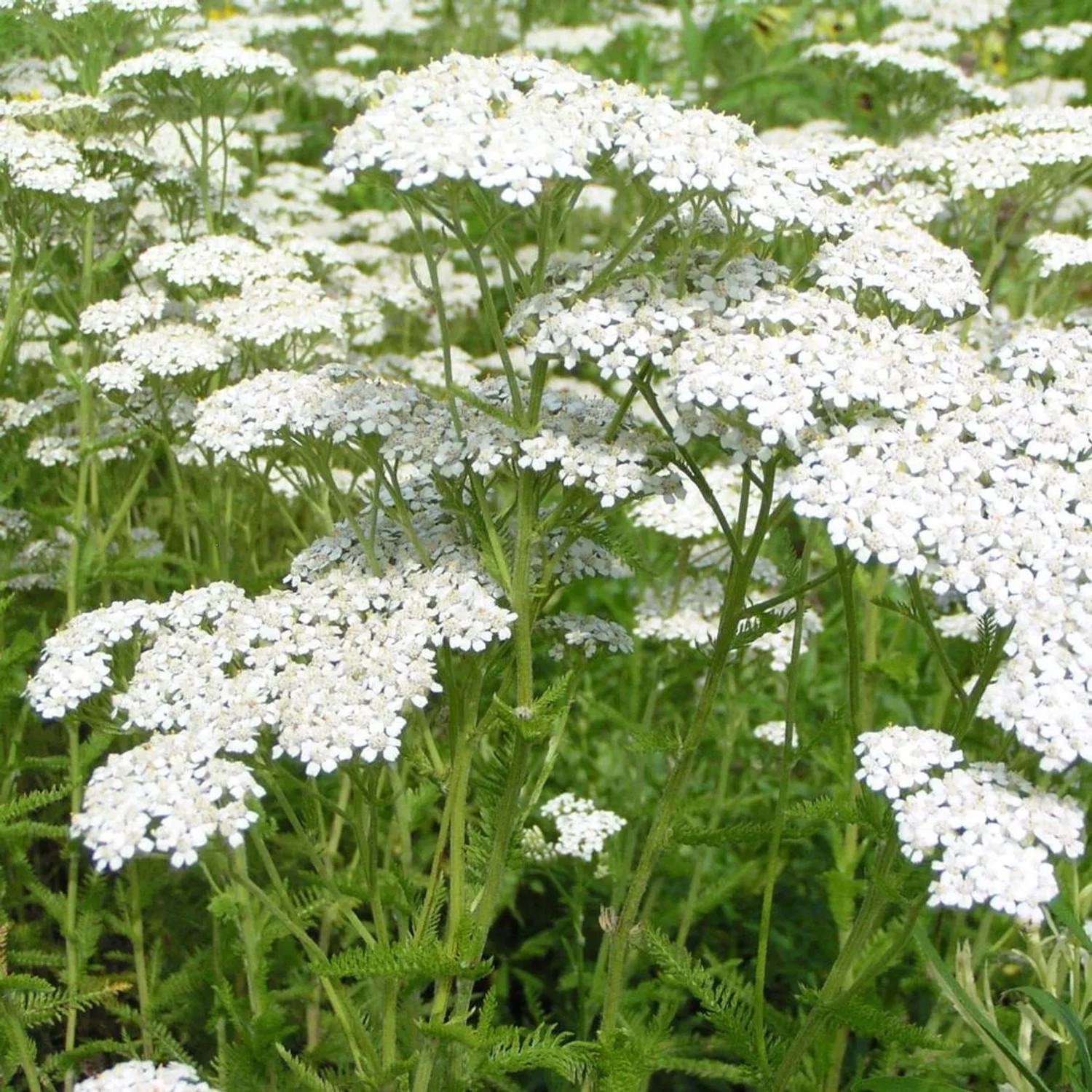 6 x Schafgarbe 'Alabaster' Achillea Topf 9cm Weiße Blüten