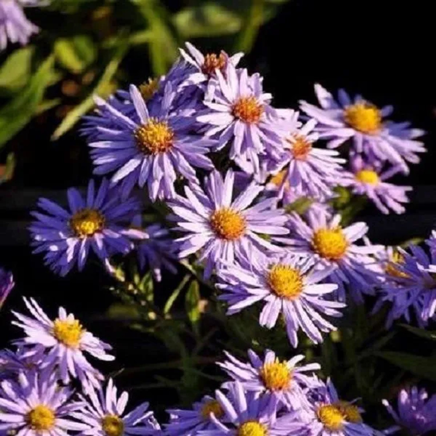 6 x Kissen-Aster 'Professor Anton Kippenberg' Aster dumosus Topf 9cm Herbstaster