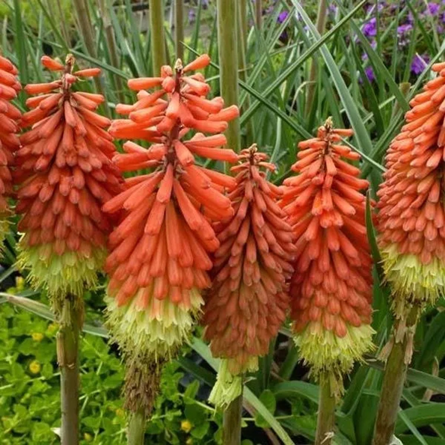 6 x Fackellilie 'Royal Castle' Kniphofia uvaria Topf 9cm Schnittblume
