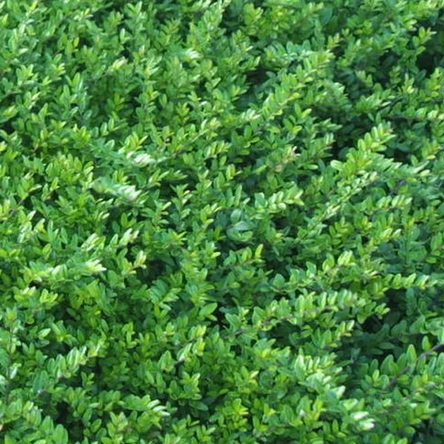 6 x Heckenmyrte 'Hohenheimer Findling' Lonicera nitida Topf 9cm Elliptisches Laub