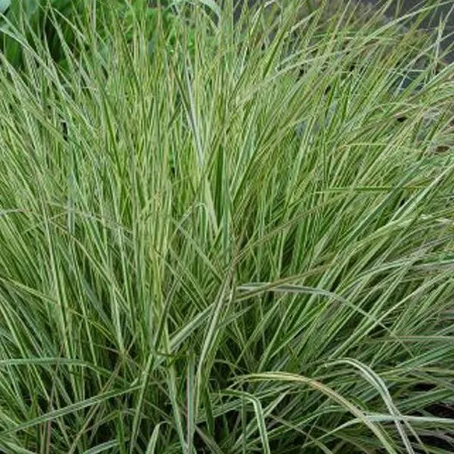 6 x Reitgras 'Overdam' Calamagrostis acutiflora Topf 9cm Buntlaubig
