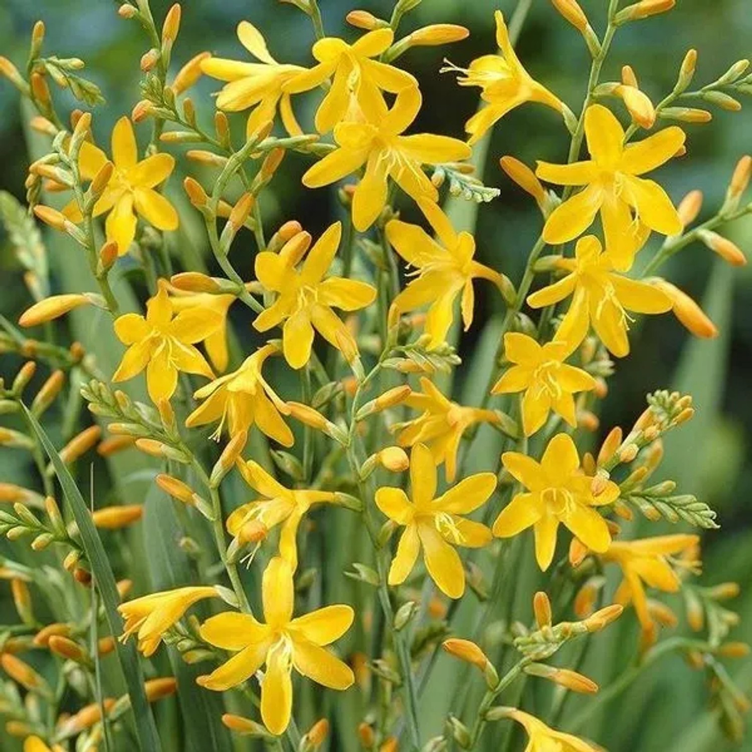 6 x Montbretie 'George Davidson' Crocosmia Topf 9cm Gelbe Blüten