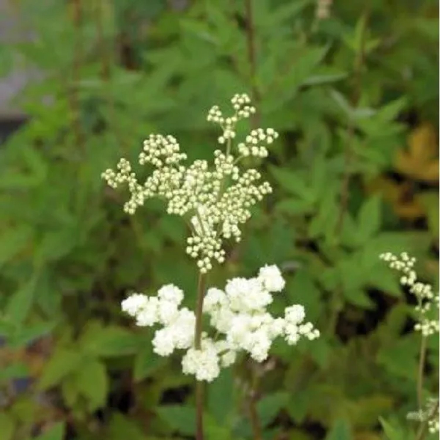 6 x Mädesüß 'Plena' Filipendula ulmaria Topf 9cm Schnittblume