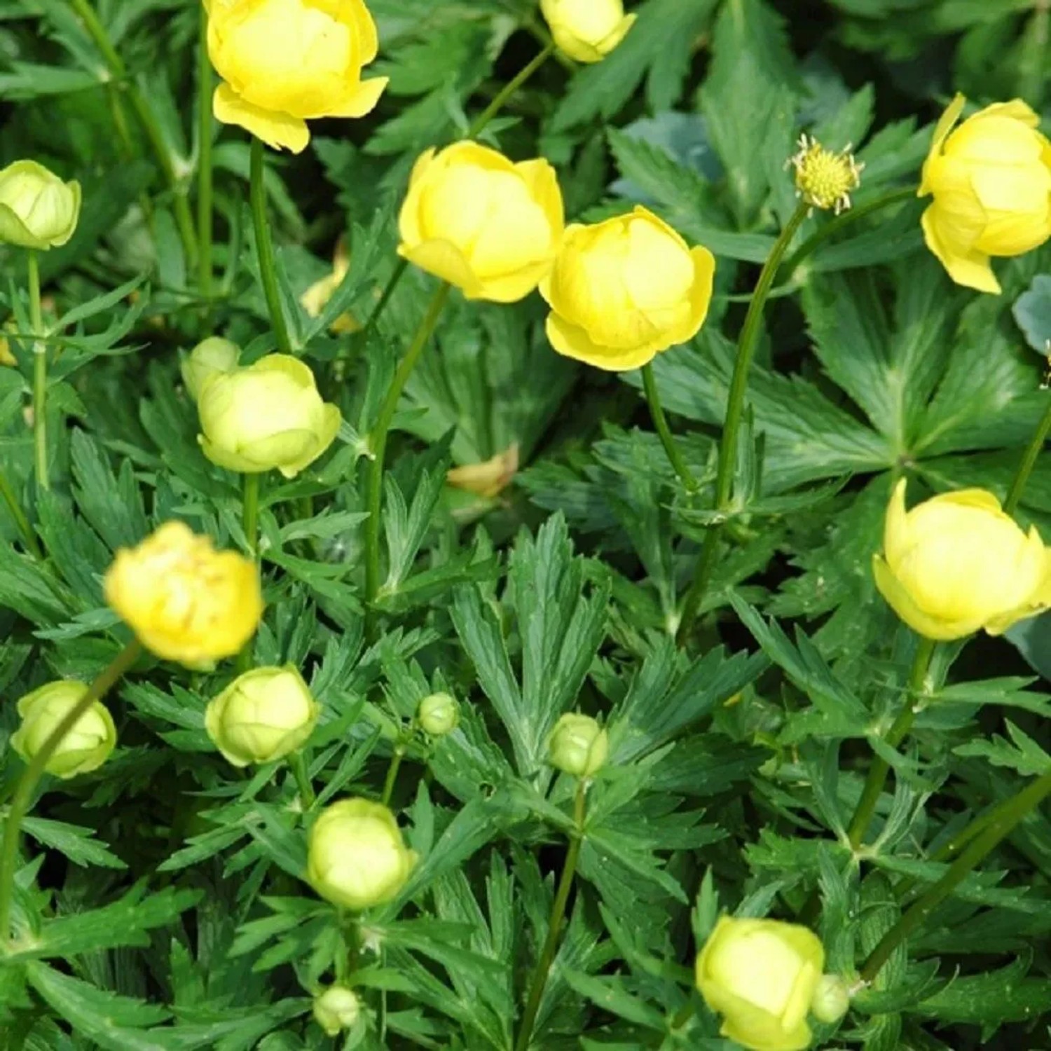 6 x Trollblume 'Lemon Queen' Trollius Topf 9cm Schnittblume