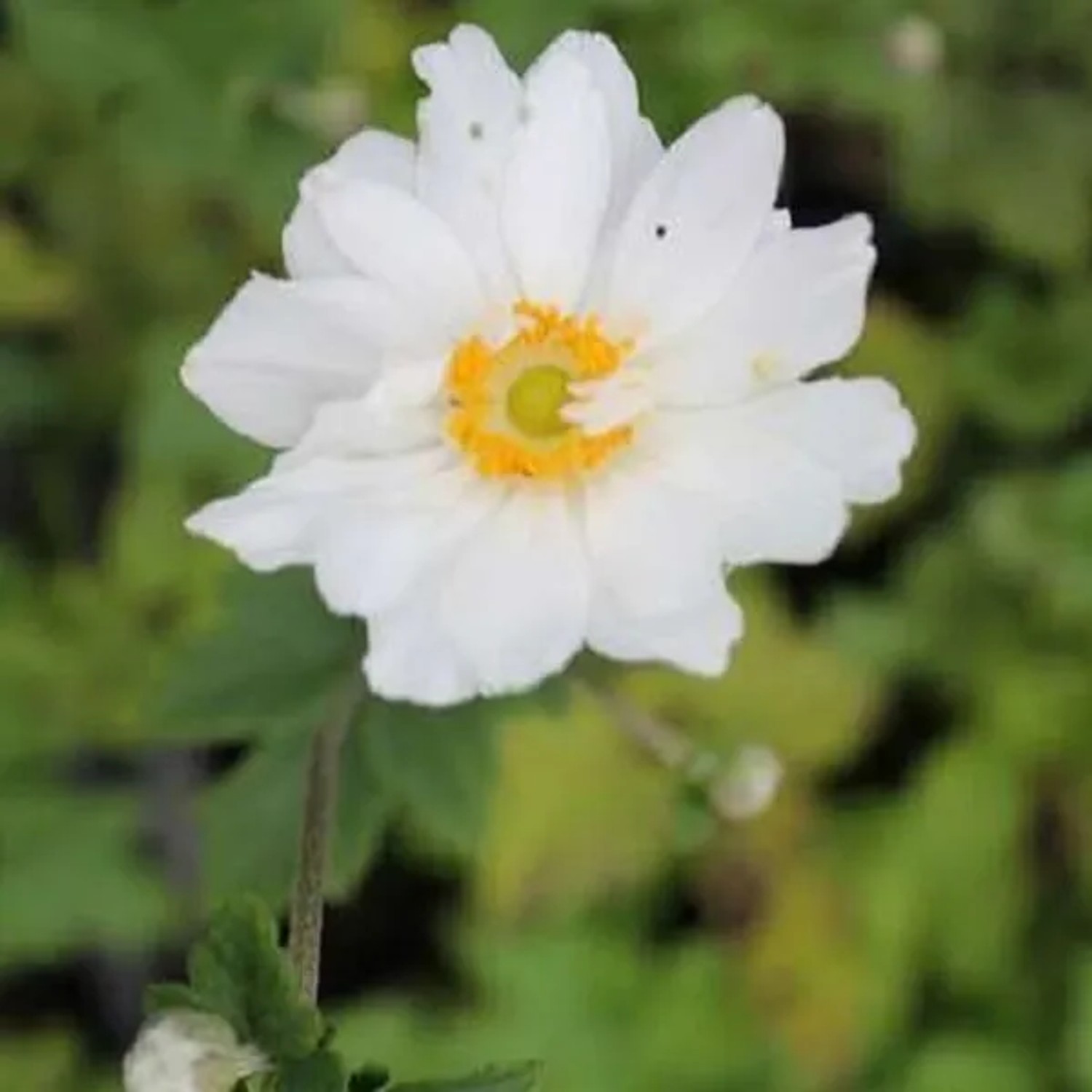 6 x Herbst-Anemone 'Whirlwind' Anemone hybrida Topf 9cm Schnittblume