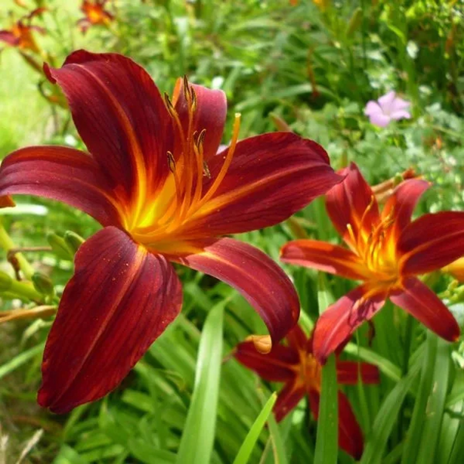 6 x Taglilie 'Sammy Russell' Hemerocallis Topf 9cm Rot Blühend