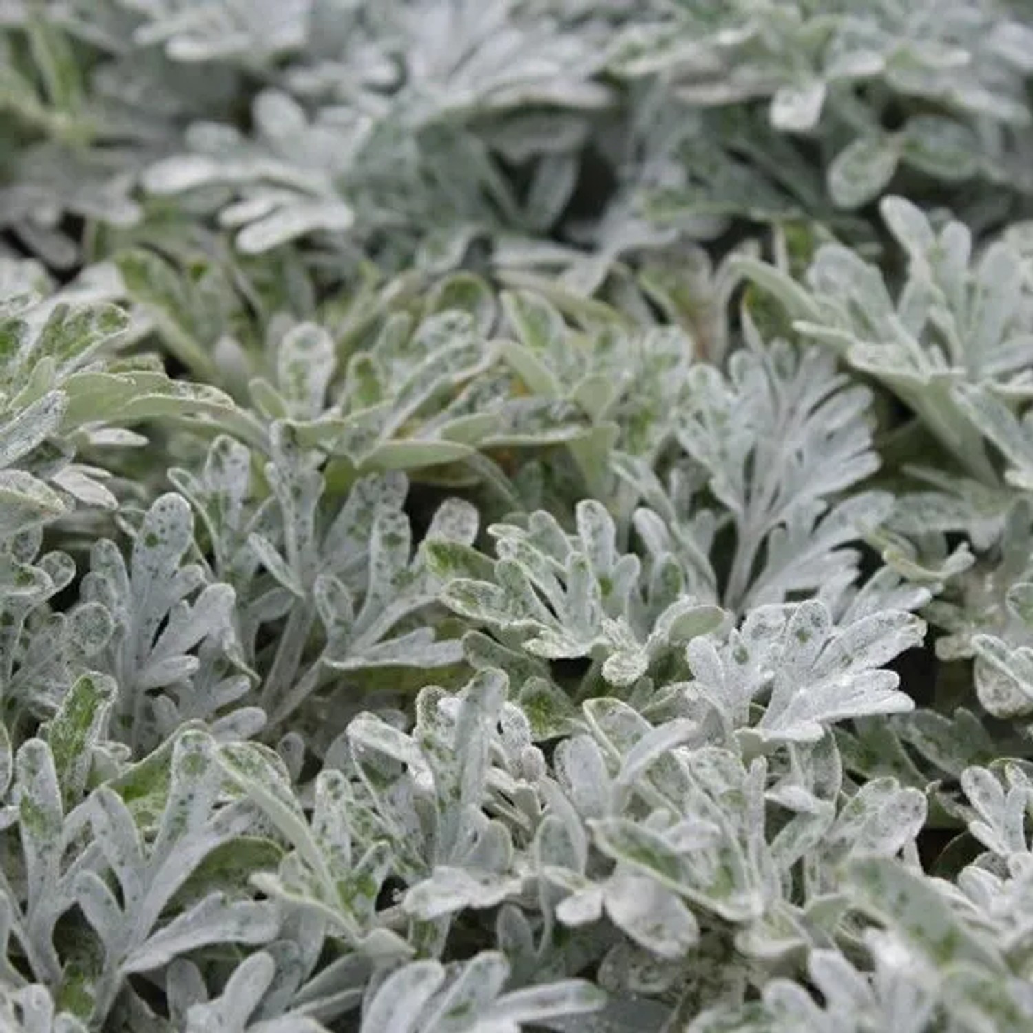 6 x Silber-Wermut 'Boughton Silver' Artemisia stelleriana Topf 9cm Silbriges Laub