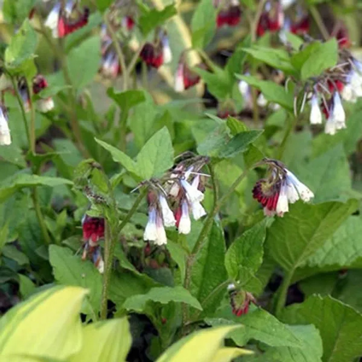 6 x Beinwell 'Wisley Blue' Symphytum grandiflorum Topf 9cm Dekorativ