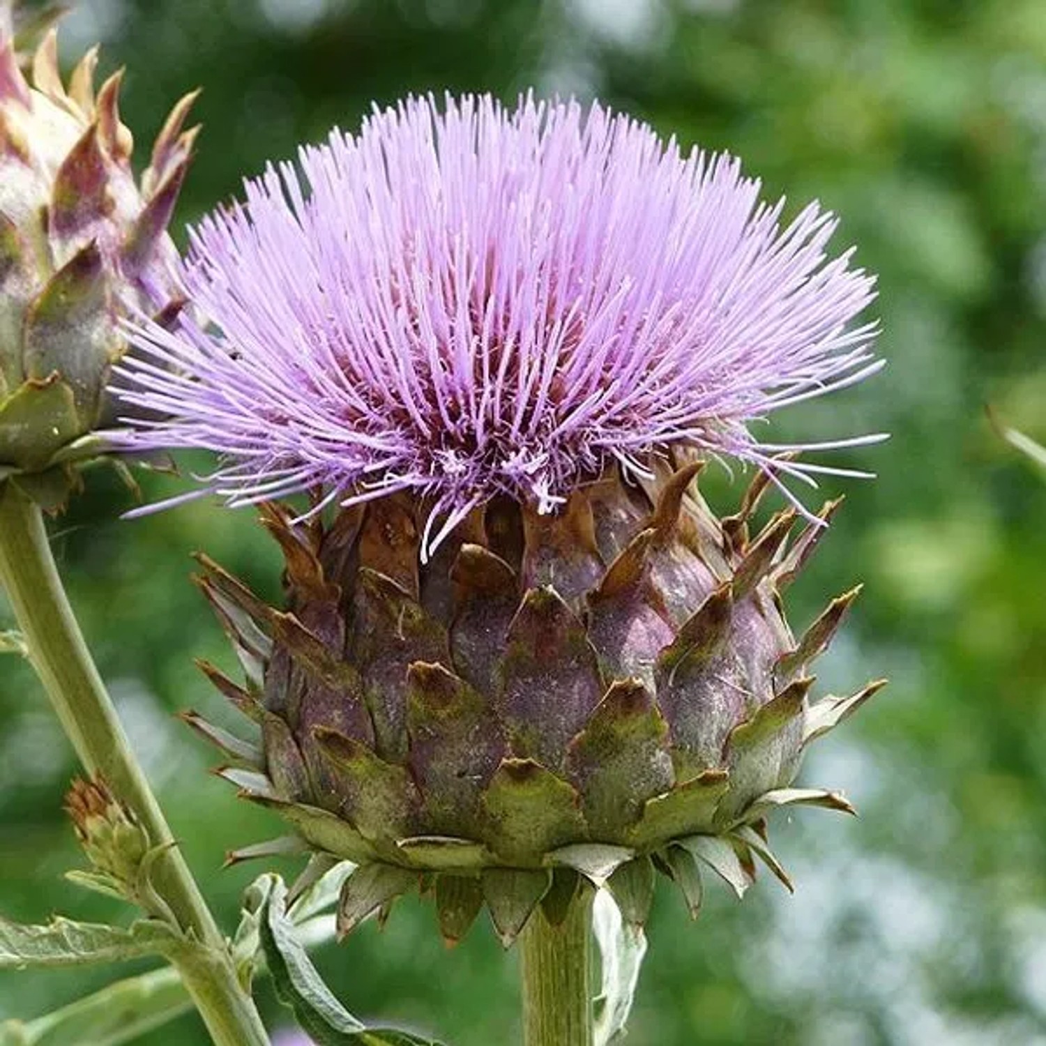 6 x Artischocke Cynara scolymus Topf 9cm Essbare Blütenknospen