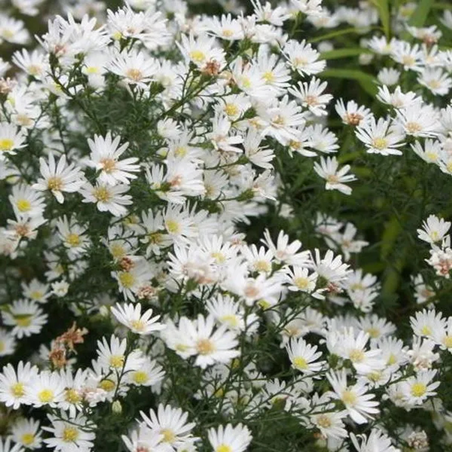 6 x Aster 'Monte Cassino' Aster Topf 9cm Herbstblüher