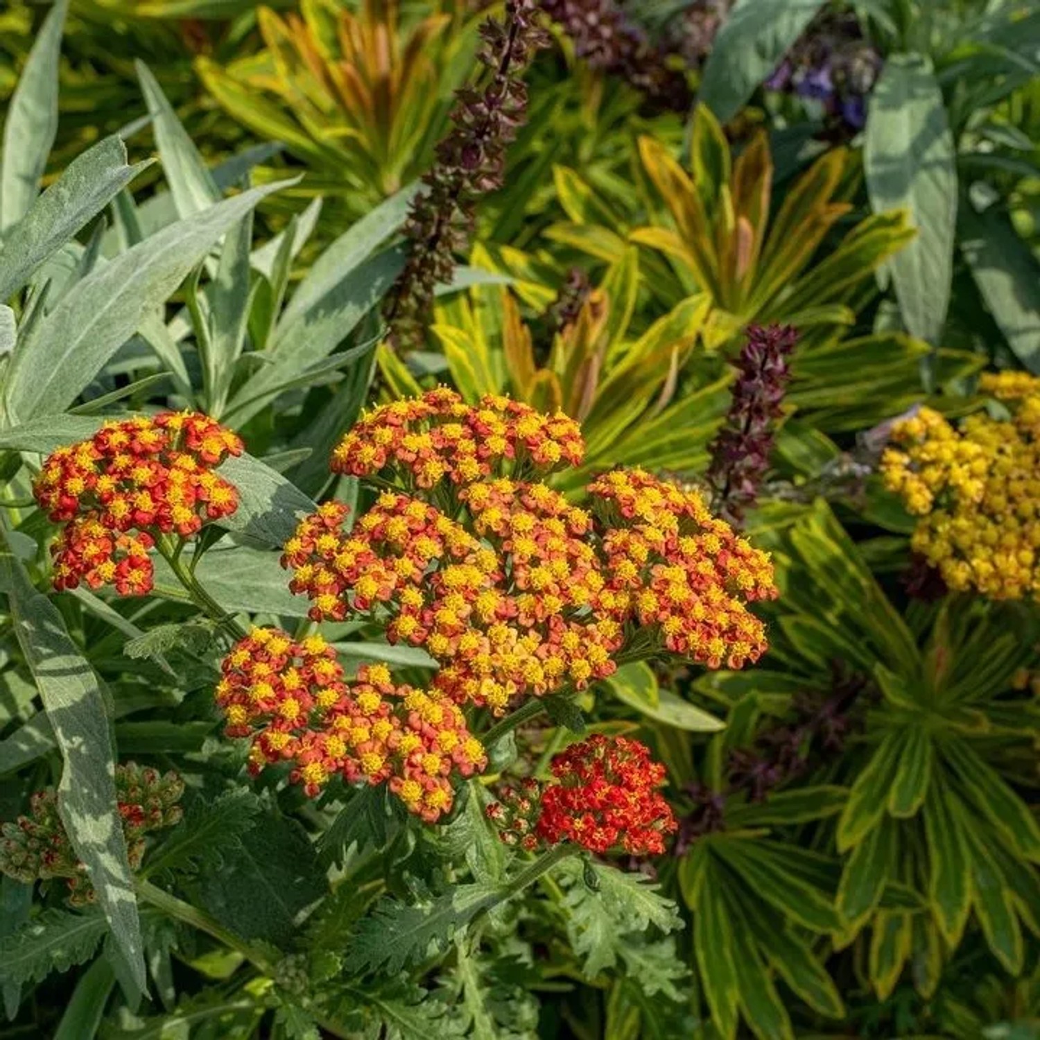 6x Schafgarbe 'Feuerland' Achillea Topf 9 cm Leuchtend Rote Blüten