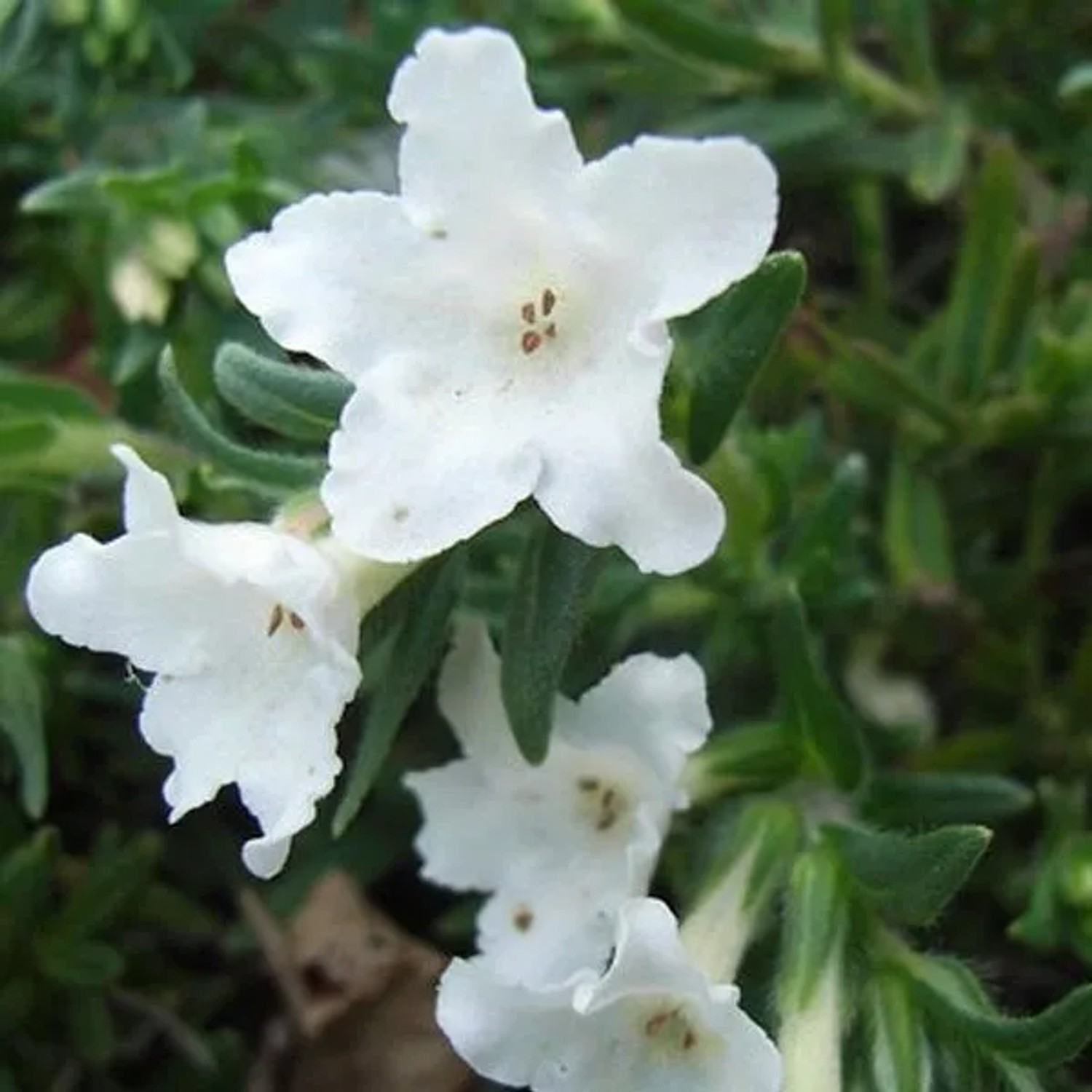 6 x Scheinsteinsame 'Alba' Lithodora diffusa Topf 9cm Kriechend