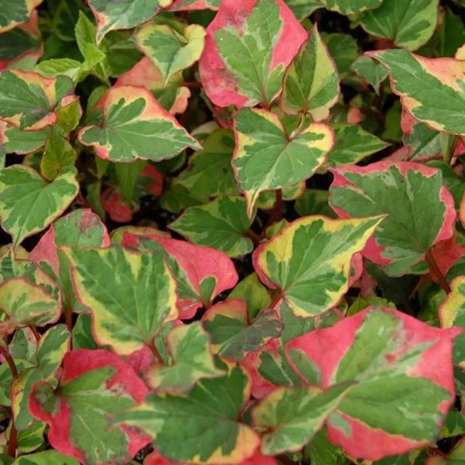 6 x Eidechsenschwanz 'Chameleon' Houttuynia cordata Topf 9cm Buntes Laub