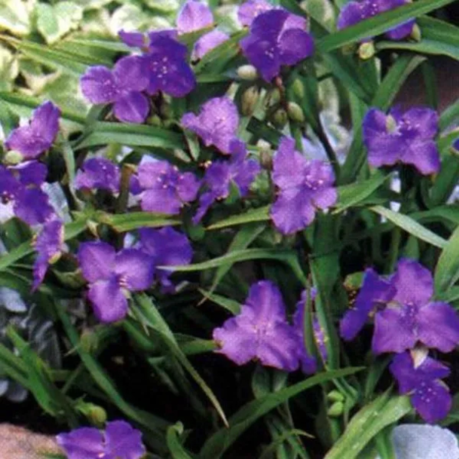 6 x Dreimasterblume 'Leonora' Tradescantia Topf 9cm Dekorativ