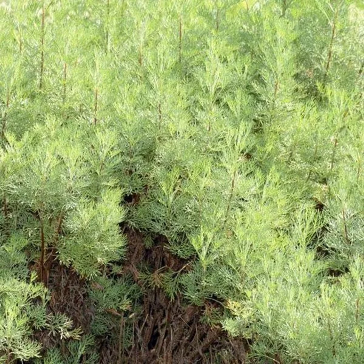 6 x Eberraute Artemisia abrotanum Topf 9cm Zitroniger Duft