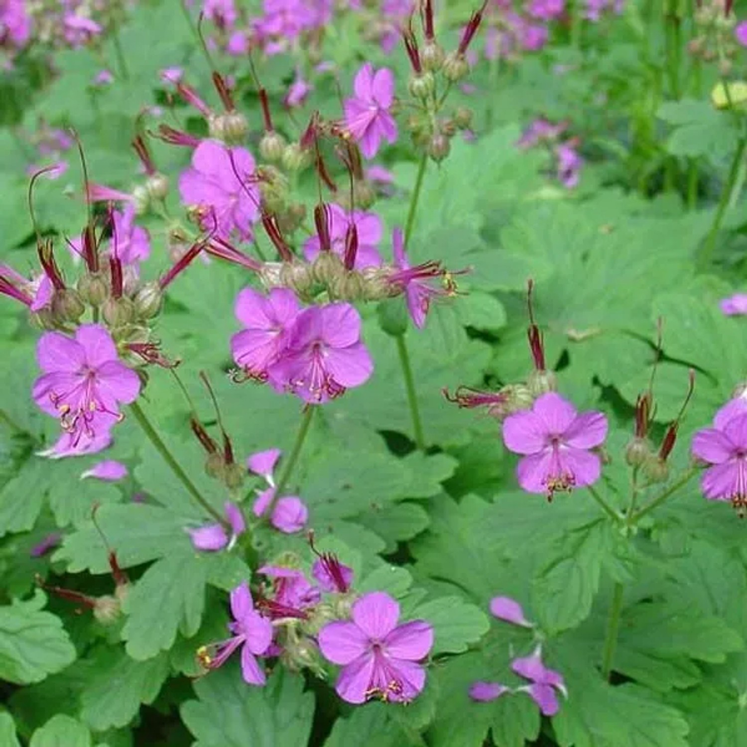 6 x Storchschnabel Geranium macrorrhizum Topf 9cm Beetrandpflanze