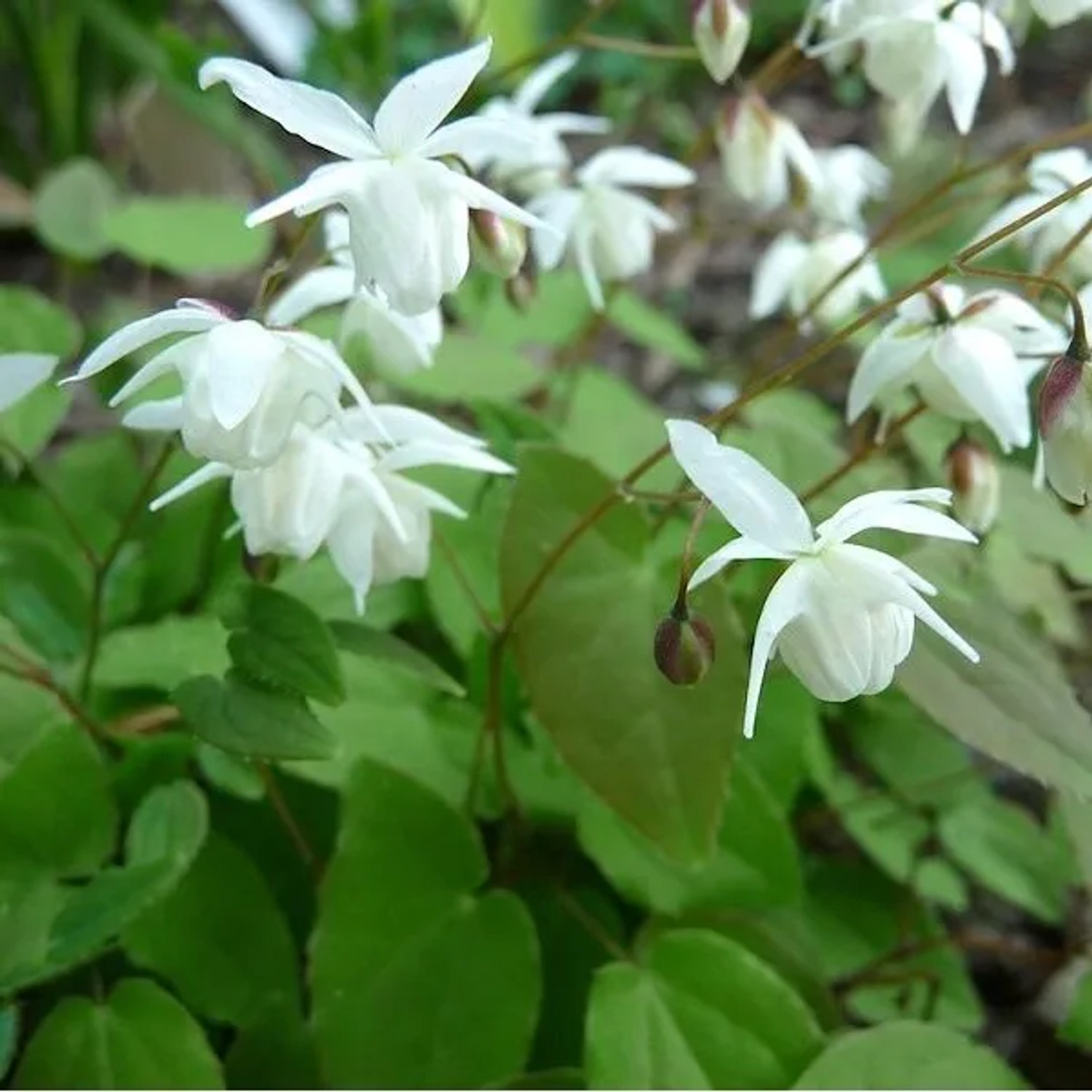 6 x Elfenblume 'Niveum' Epimedium youngianum Topf 9cm Weiße Blüten