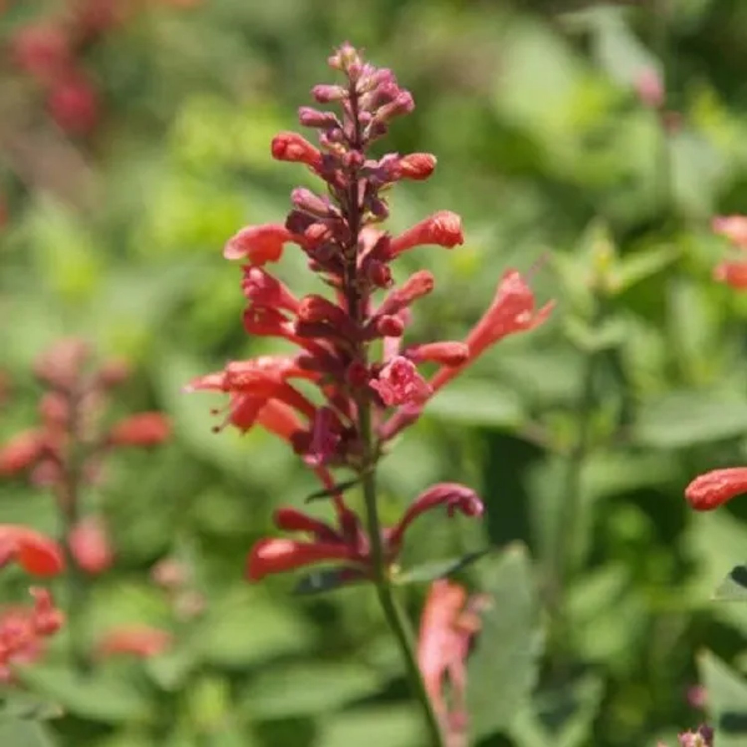 6x Duftnessel 'Kudos Red' Agastache hybrida Topf 9 cm Rot Blühend