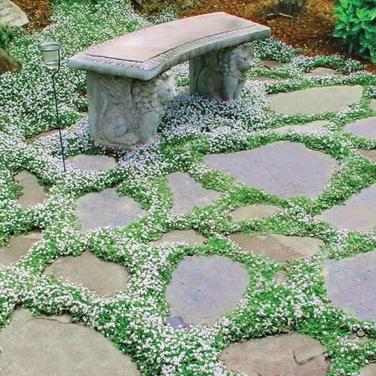 6 x Kriechender Weißbecher Nierembergia Repens Topf 9cm Weiße Blüten
