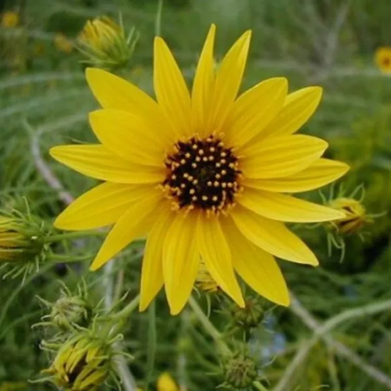 6 x Weidenblättrige Sonnenblume Helianthus salicifolius Topf 9cm Herbstblüher