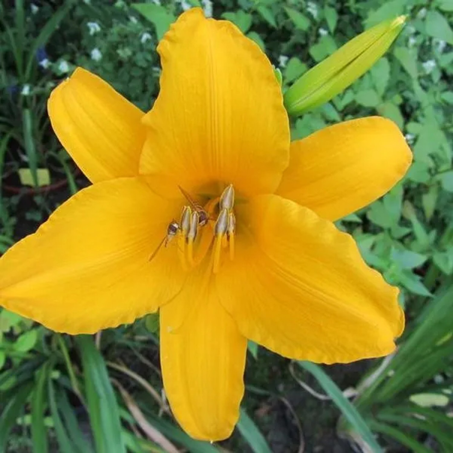6 x Taglilie 'Aten' Hemerocallis Topf 9cm Lang Blühend