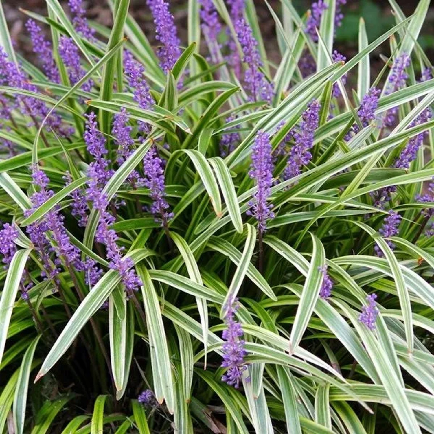 6 x Lilientraube 'Variegata' Liriope Muscari Topf 9cm Immergrün