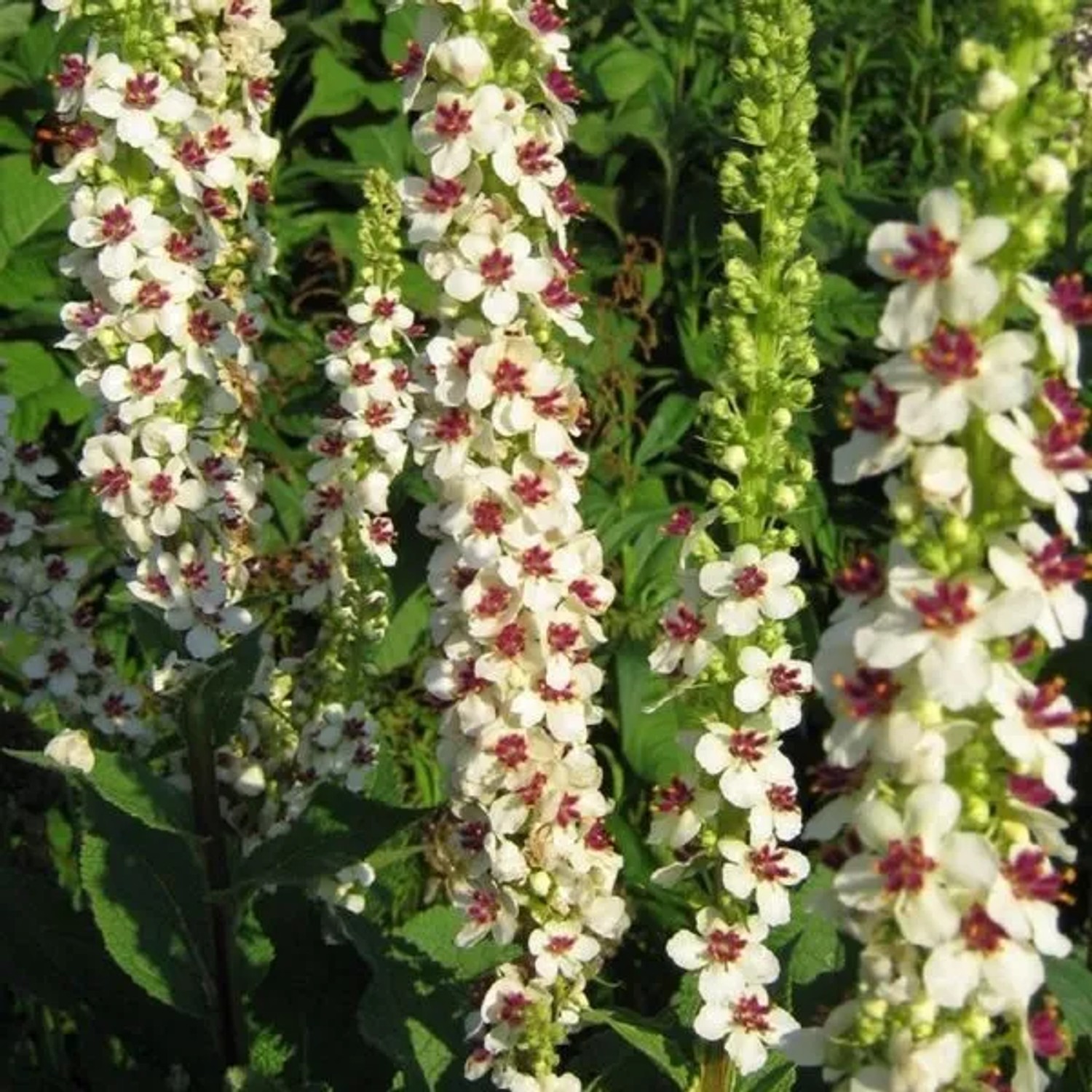 6 x Königskerze 'Album' Verbascum chaixii Topf 9cm Schnittblume