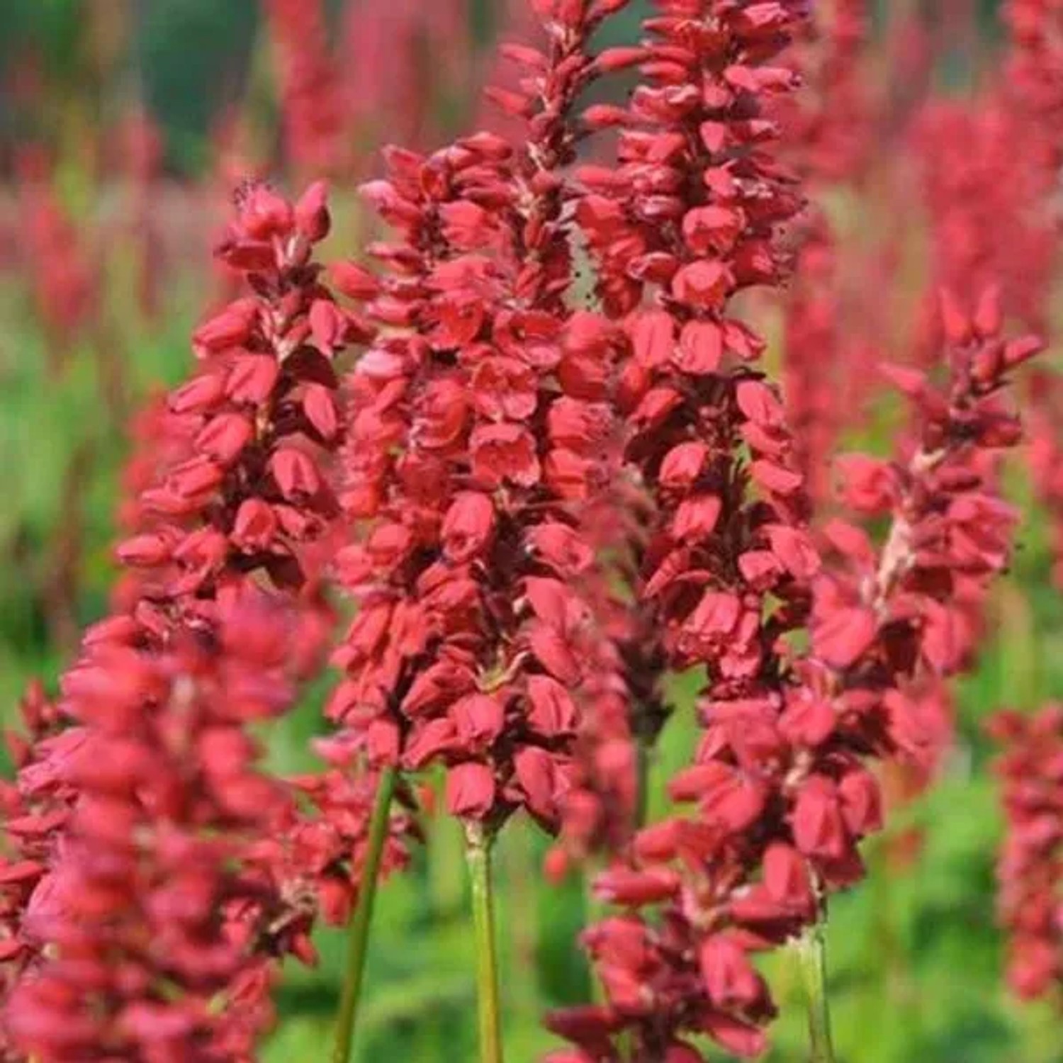 6 x Kerzenknöterich 'JS Caliente' Persicaria amplexicaulis Topf 9cm Rote Blüten