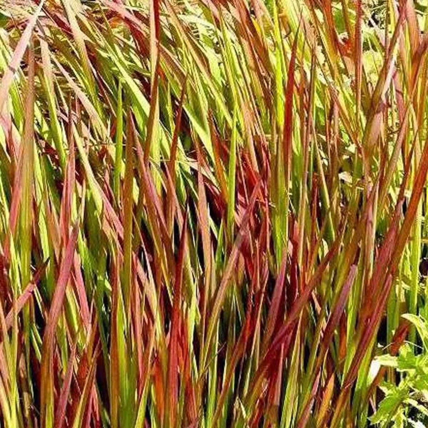 6 x Blutgras 'Red Baron' Imperata cylindrica Topf 9cm Rotes Laub