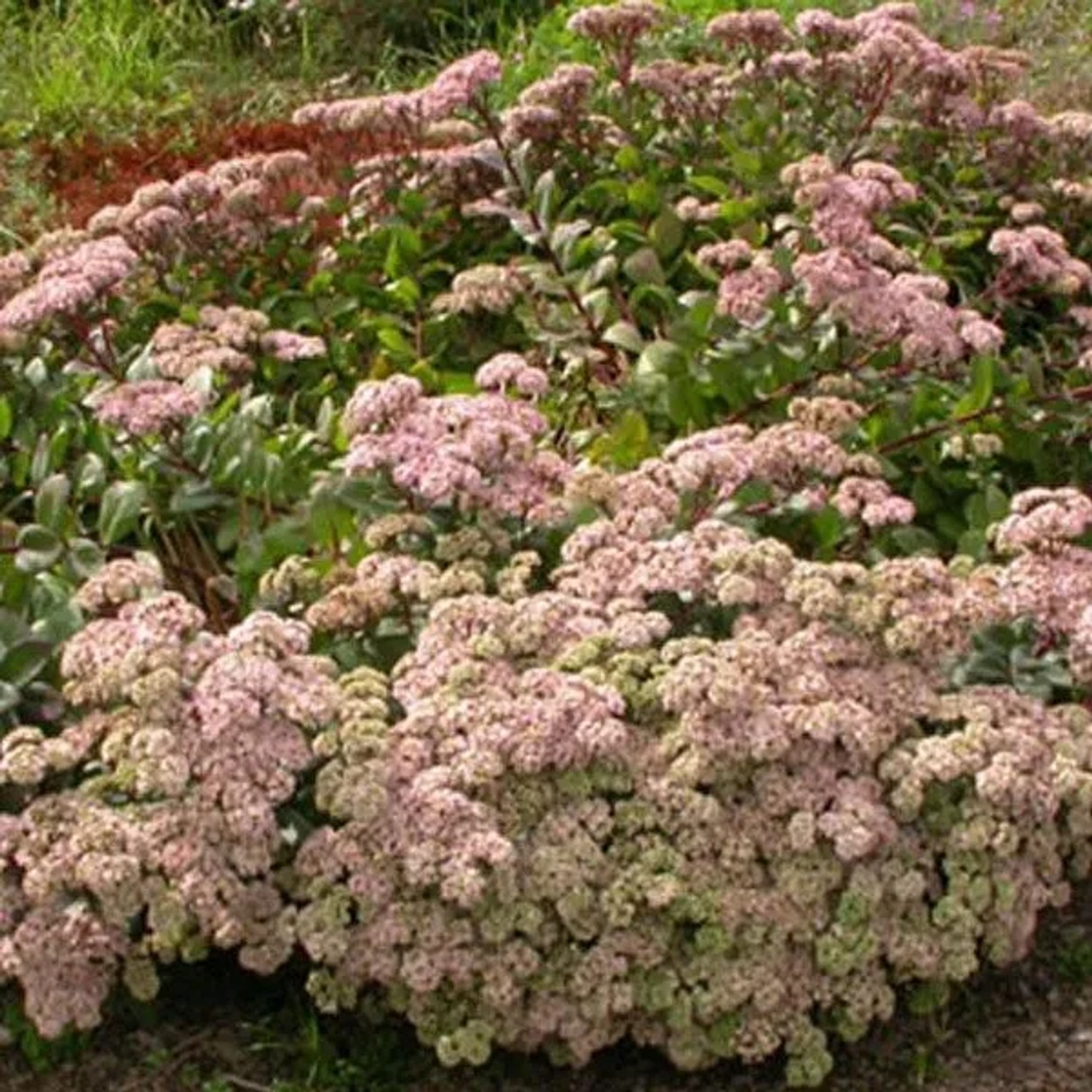 6 x Fettblatt 'Matrona' Sedum Topf 9cm Herbstblüher