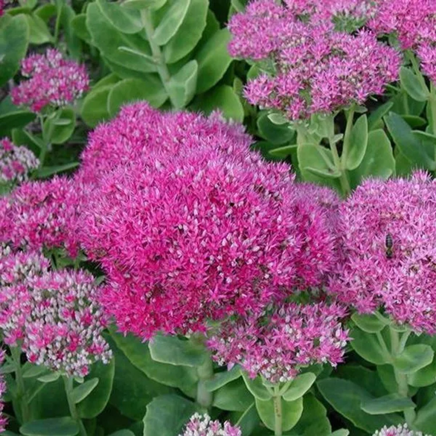 6x Fetthenne 'Brillant' Sedum Spectabile Topf 9 cm Spätblühend