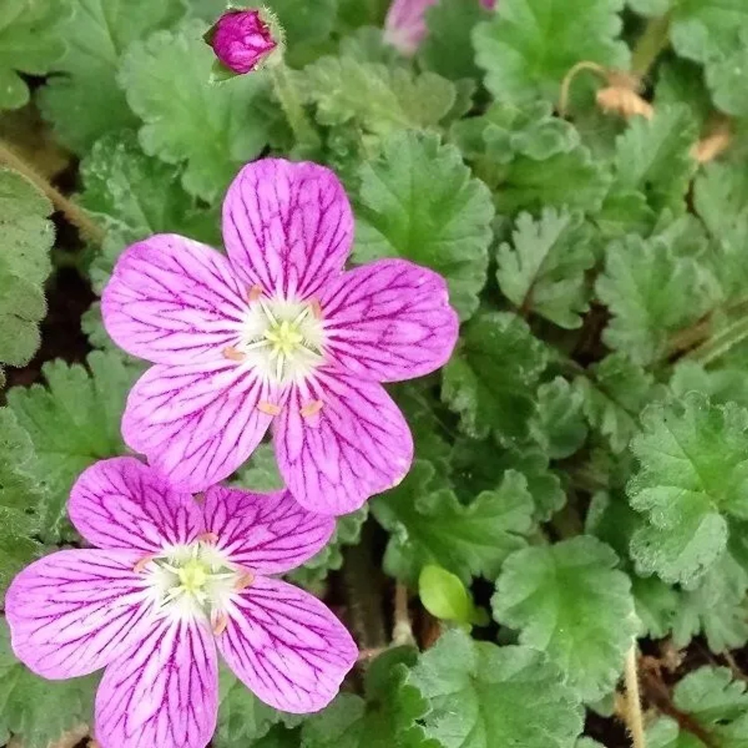 6 x Reiherschnabel 'Bishop's Form' Erodium Variabile Topf 9cm Dunkelrote Blüten
