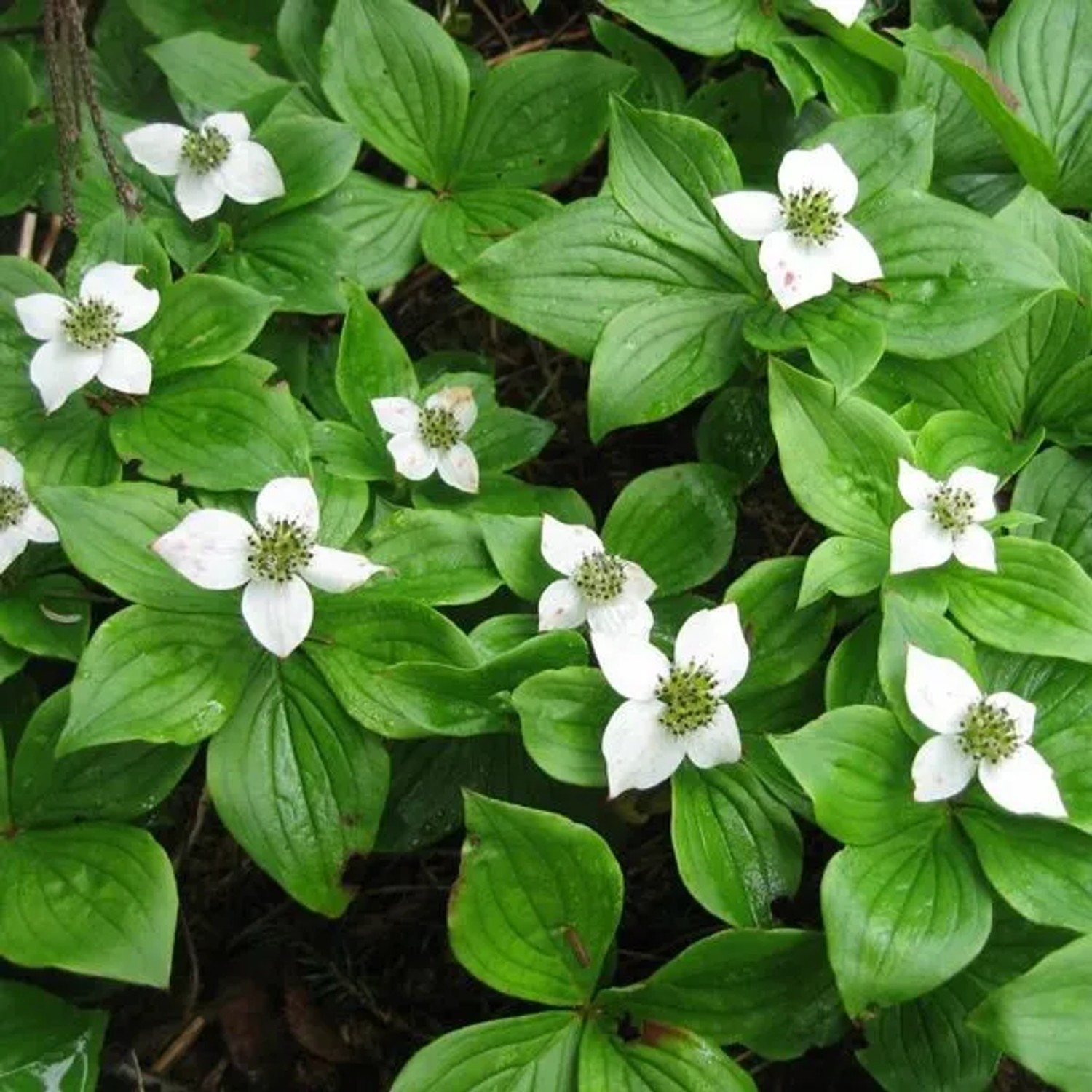 6 x Teppich-Hartriegel Cornus canadensis Topf 9cm Bodendeckend