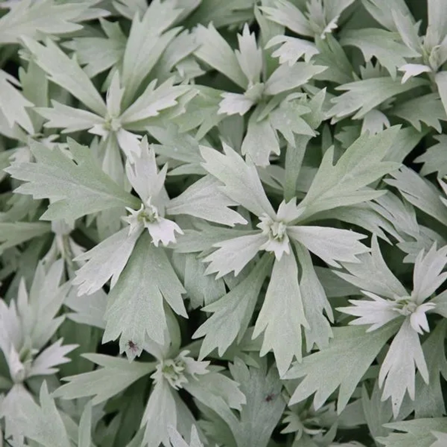 6 x Silber-Beifuß 'Valerie Finnis' Artemisia,udoviciana Topf 9cm Silbriges Laub