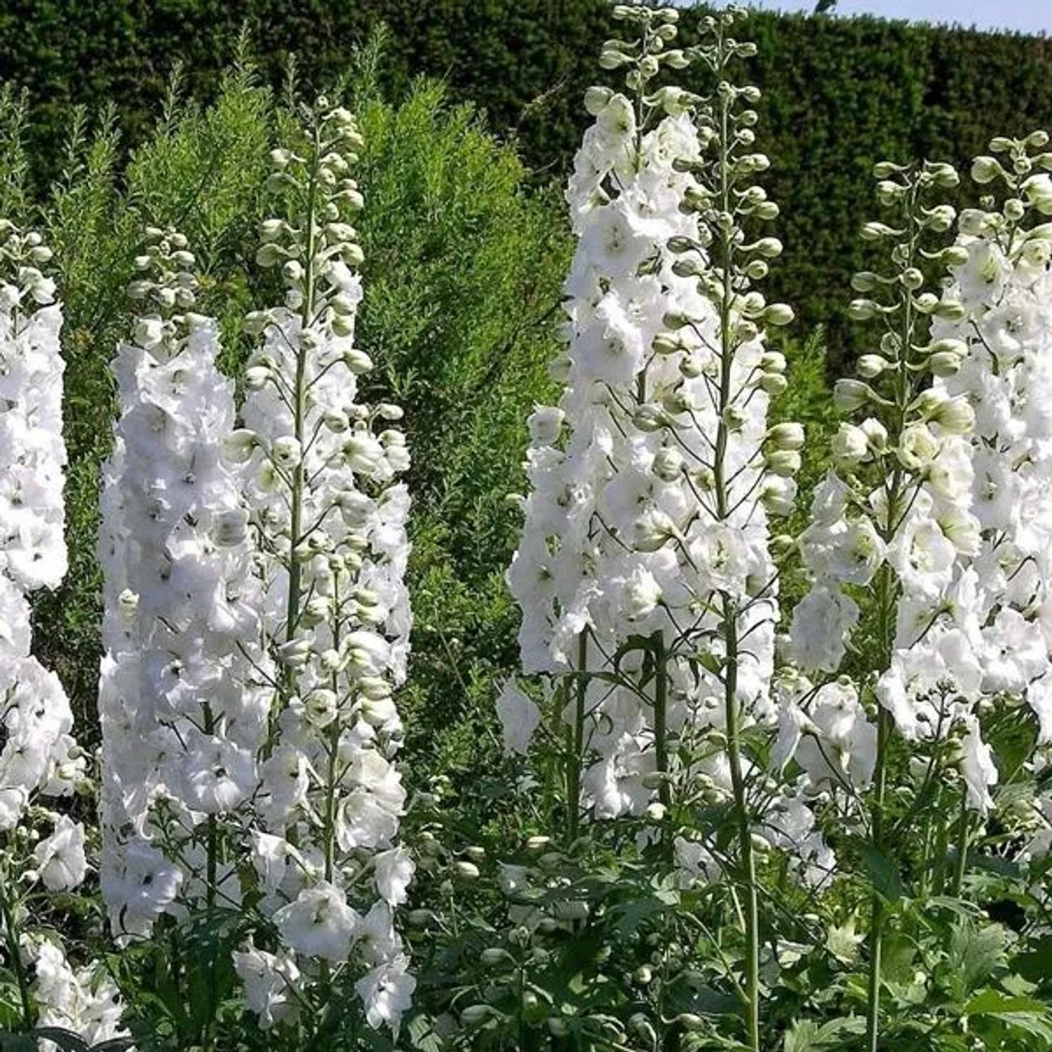 6 x Pacific-Rittersporn 'Galahad' Delphinium Topf 9cm Weiße Blüten