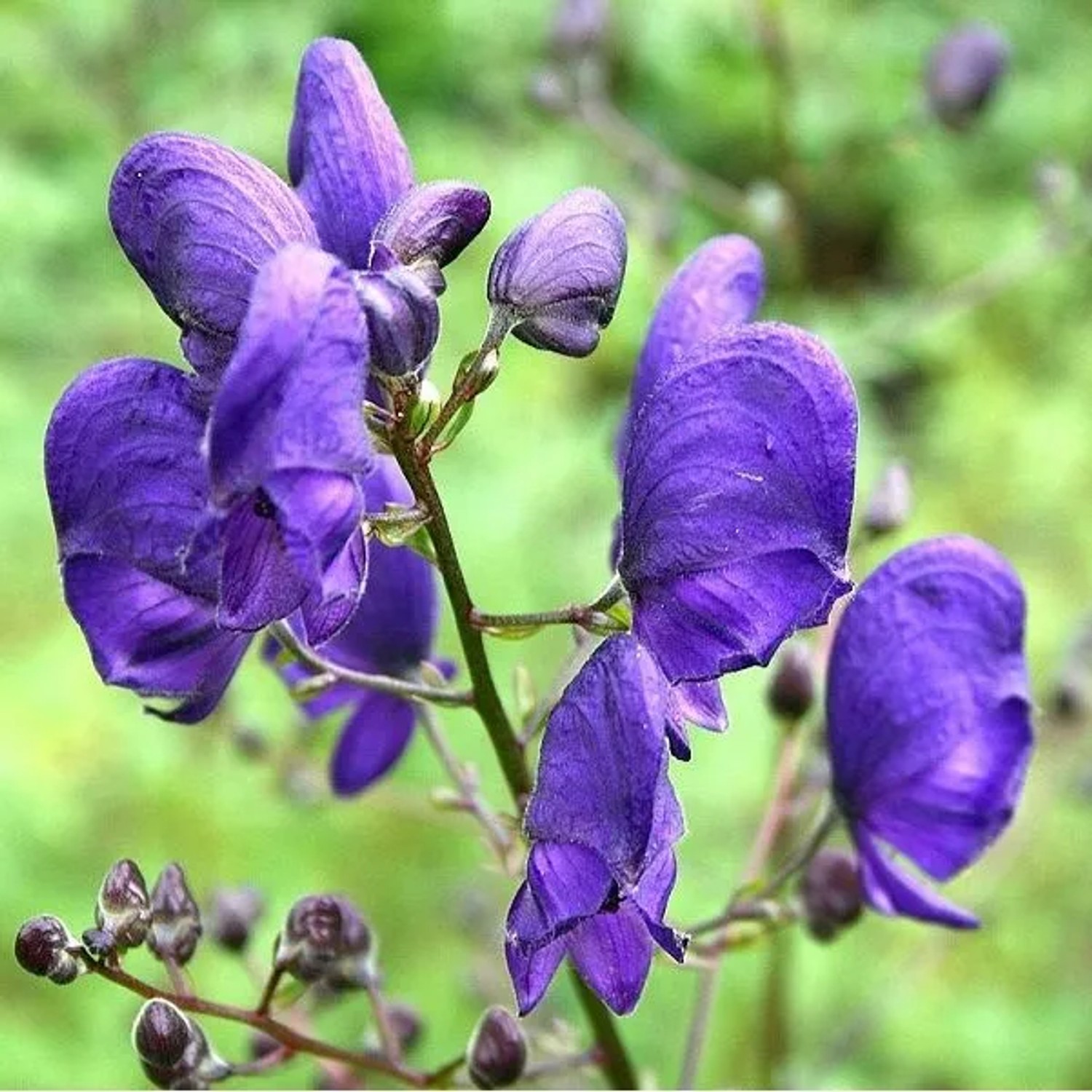 6 x Blauer Eisenhut Aconitum napellus Topf 9cm Herbstblüher